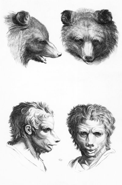 Somiglianze tra la testa di un orso e un uomo, da 